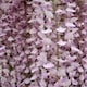 image 1 of Wisteria Sinensis Pink Climbing Plant Grafted 3-4ft Tall Large Supplied in a 3 Litre Pot