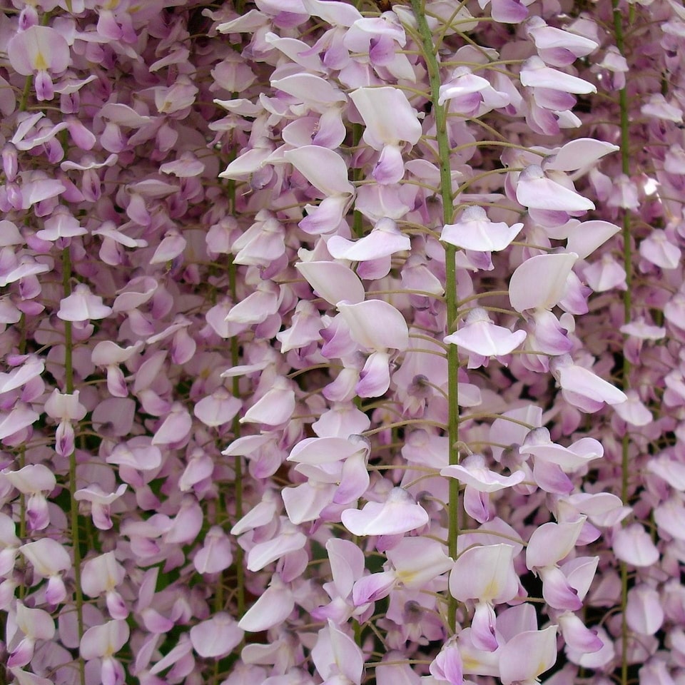 image 1 of Wisteria Sinensis Pink Climbing Plant Grafted 3-4ft Tall Large Supplied in a 3 Litre Pot