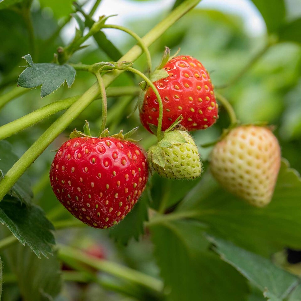 image 1 of Marshalls Garden Strawberry Long-Cropping 3-Variety Collection Early to Autumn 30 bare root