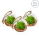 image 1 of Nicola Spring Hanging Glass Terrariums - 8cm - Clear