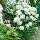 image 7 of Marshalls Garden Hydrangea 'Annabelle' (Hydrangea arborescens) 9cm