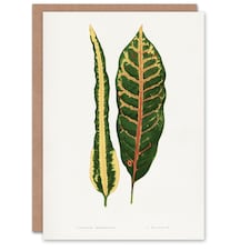 AF Lydon Benjamin Fawcett Croton Plant Leaf Varieties Art Card