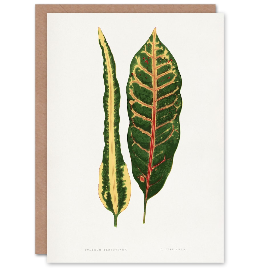 image 1 of AF Lydon Benjamin Fawcett Croton Plant Leaf Varieties Art Card