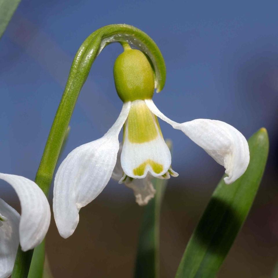 image 1 of Marshalls Garden Galanthus elwesii Snowdrop Bulbs, 10 bulbs (size 5/6)
