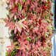 image 2 of Primrose Red Acer Artificial Hedge Garden Patio Panels 50cm x 50cm Set of 16