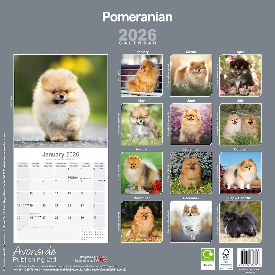 image 1 of Pomeranian 2026 Calendar | Square Wall Calendar | Dog Breed Gift | Plastic Free Packaging | by Avonside Publishing