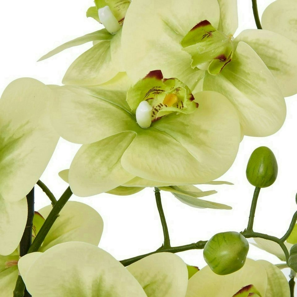 image 1 of Extra Large Orchid in Pot - Plastic/Ceramic - L50 x W62 x H77 cm - Green