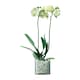 image 2 of LSA Canopy Recycled Sustainable 13.5cm Glass Planter