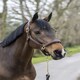 image 4 of LeMieux Stitched Leather Headcollar Brown | Full