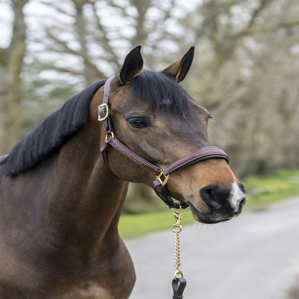 image 1 of LeMieux Stitched Leather Headcollar Brown | Full