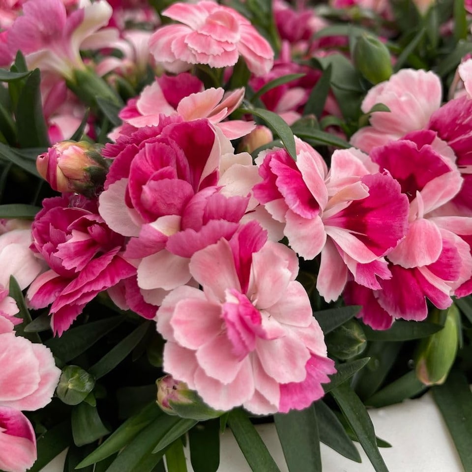 image 1 of Dianthus Carnelia Pink Bi-Coloured Fragrant Flowers - 5X Postiplugs