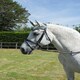 image 1 of Rhinegold Anatomic Bridle Black | Size: Cob
Colour: Black