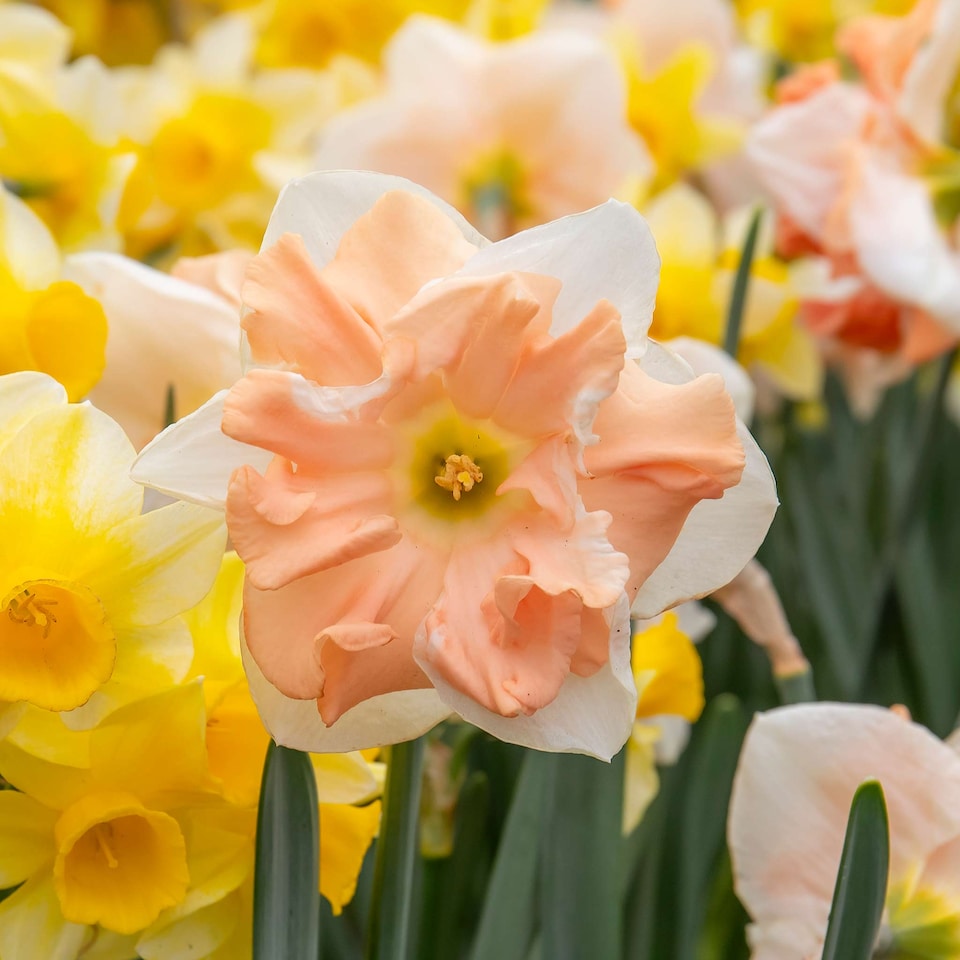 image 1 of Marshalls Garden Daffodil Bulbs Apricot Whirl - 10 Bulbs
