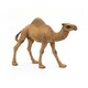 image 8 of PAPO Wild Animal Kingdom Dromedary Toy Figure