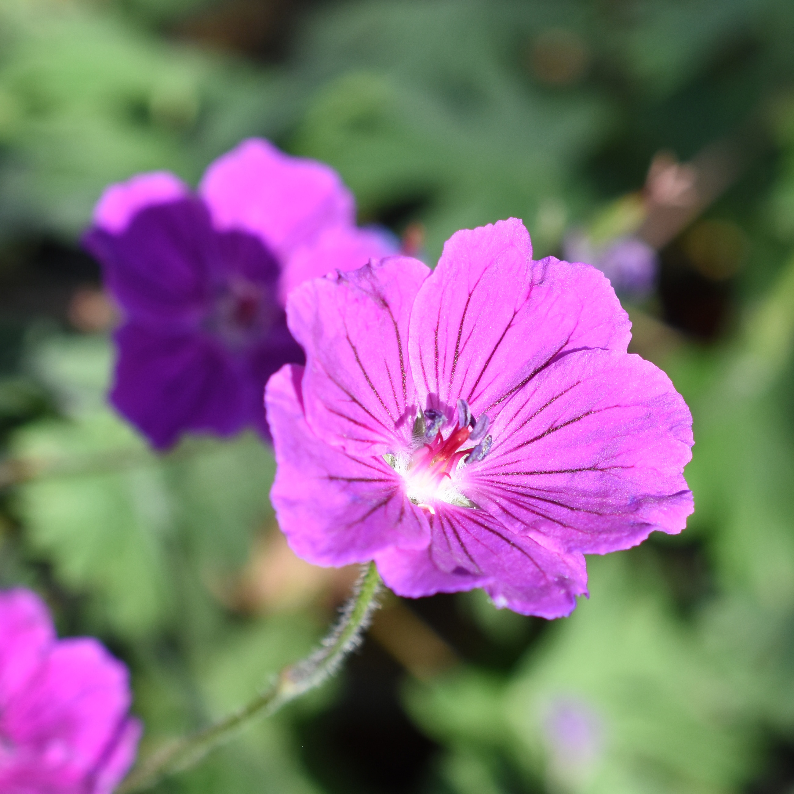 Geranium 'Tiny Monster' in a 9cm Pot (Pack of 3)