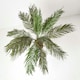 image 2 of Homescapes Phoenix Palm Tree in Pot, 160 cm Tall