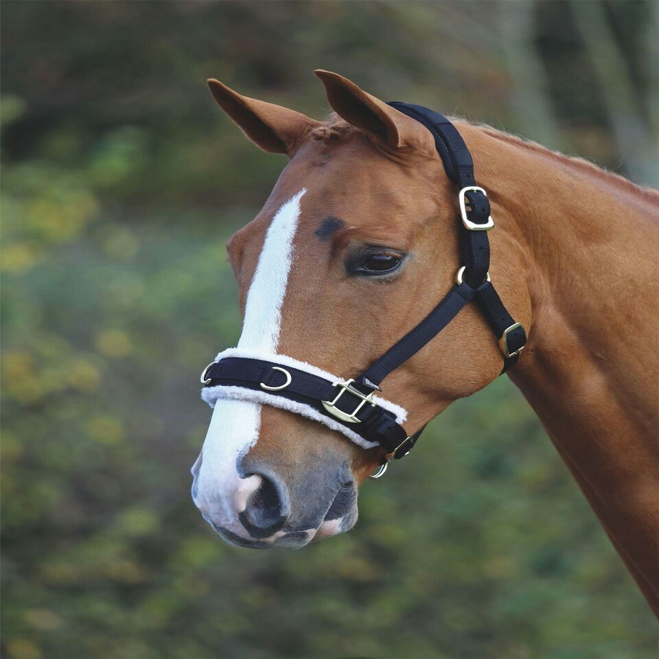 image 1 of Shires Fleece Lined Lunge Cavesson Blue | Size: Cob
Colour: Navy Blue
