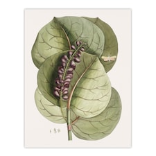 Mangrove Grape Tree Vintage Botanical Catesby Huge Wall Art Print 18X24 In