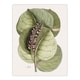 image 1 of Mangrove Grape Tree Vintage Botanical Catesby Huge Wall Art Print 18X24 In