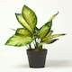 image 5 of Homescapes Dieffenbachia Dumb Cane Plant in Pot, 50 cm Tall
