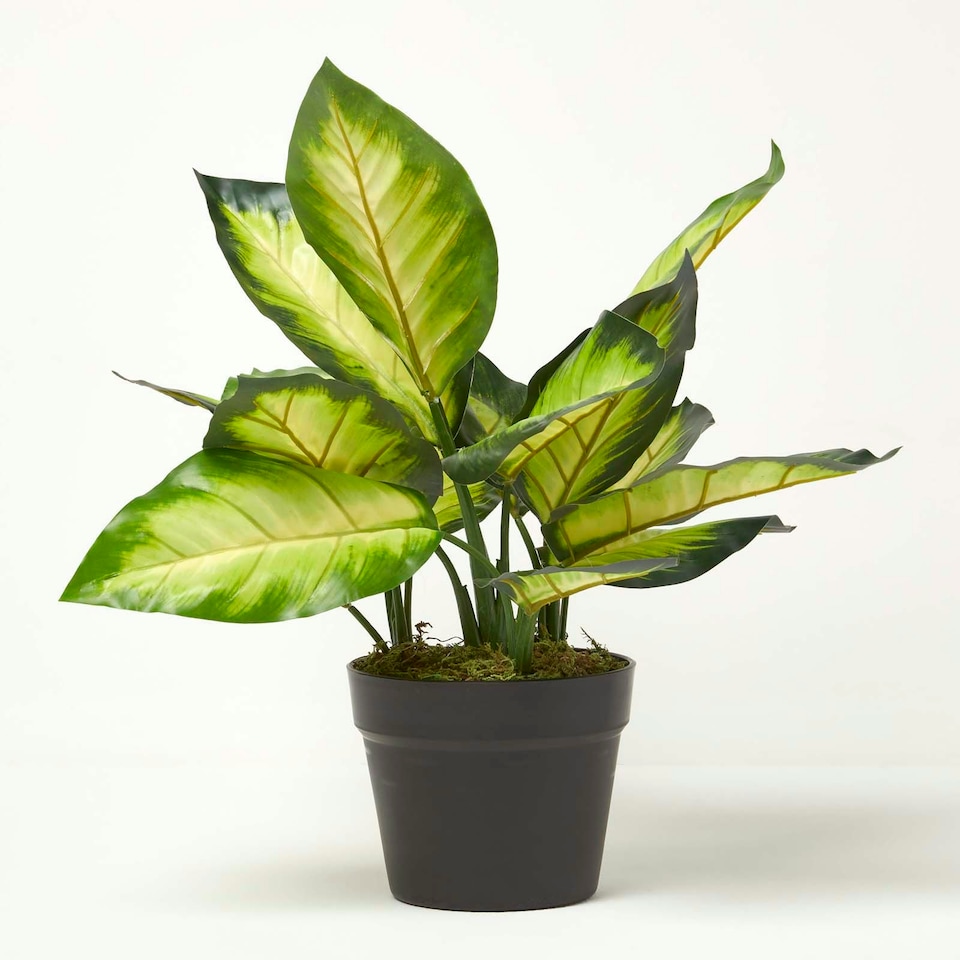 image 1 of Homescapes Dieffenbachia Dumb Cane Plant in Pot, 50 cm Tall