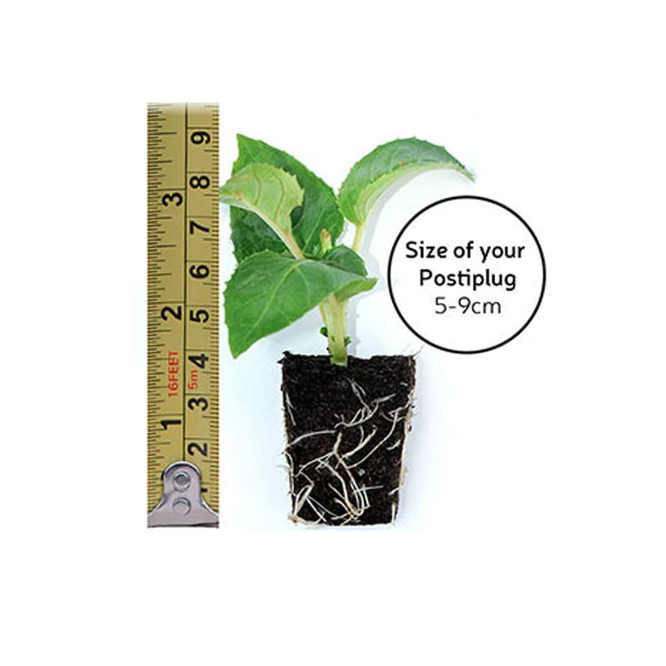 image 1 of Phlox Subulata Red Admiral (Red Wings) 1 PostiPlug Plant