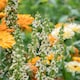 image 1 of Marshalls Garden Unwins Verbascum 'Snowy Spires' Seeds, 30 Seeds