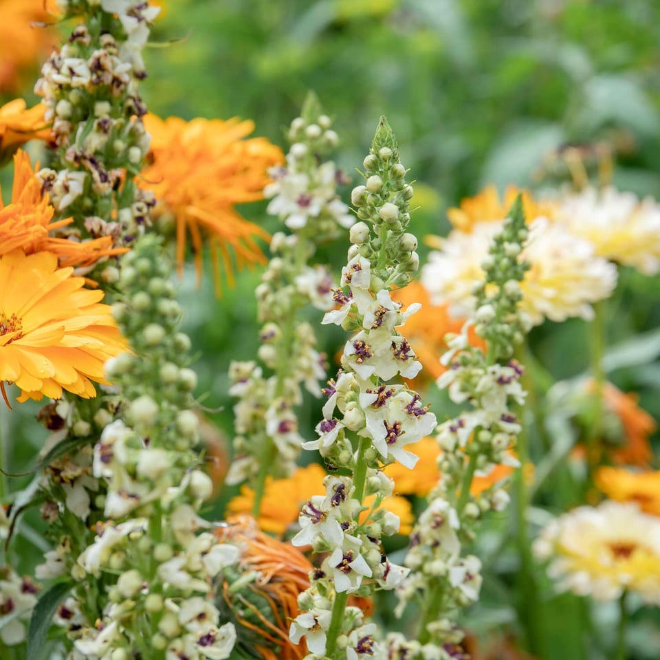 image 1 of Marshalls Garden Unwins Verbascum 'Snowy Spires' Seeds, 30 Seeds