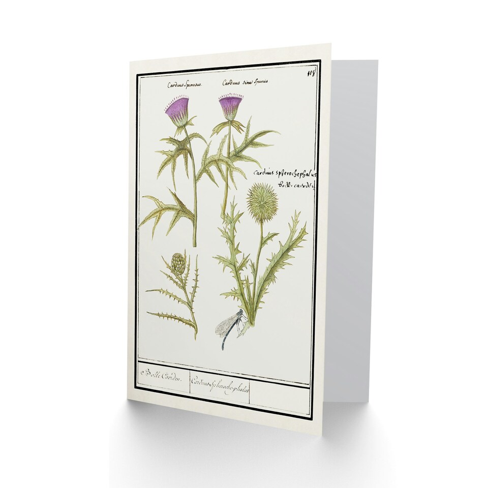 image 1 of Anselmus de Boodt Art Card Thistle and Artichoke Flowers
