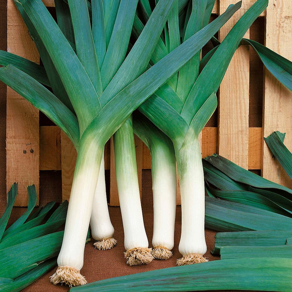 image 1 of Marshalls Garden Leek Seeds Early & Late Duo Pack