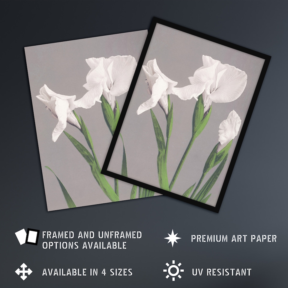 image 1 of White Irises Blooming Flowers Retro Japan Wall Art Print Kazumasa 24x32"
