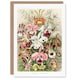 image 1 of Ernst Haeckel Art Card Orchid Flower Colourful Varieties
