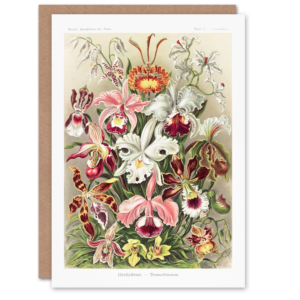 image 1 of Ernst Haeckel Art Card Orchid Flower Colourful Varieties