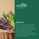 image 5 of Carbeth Plants 9 x Asparagus Crown Pacific Purple Roots for Planting - Premium Quality Vegetable Perennials for Kitchen Gardens & Allotments