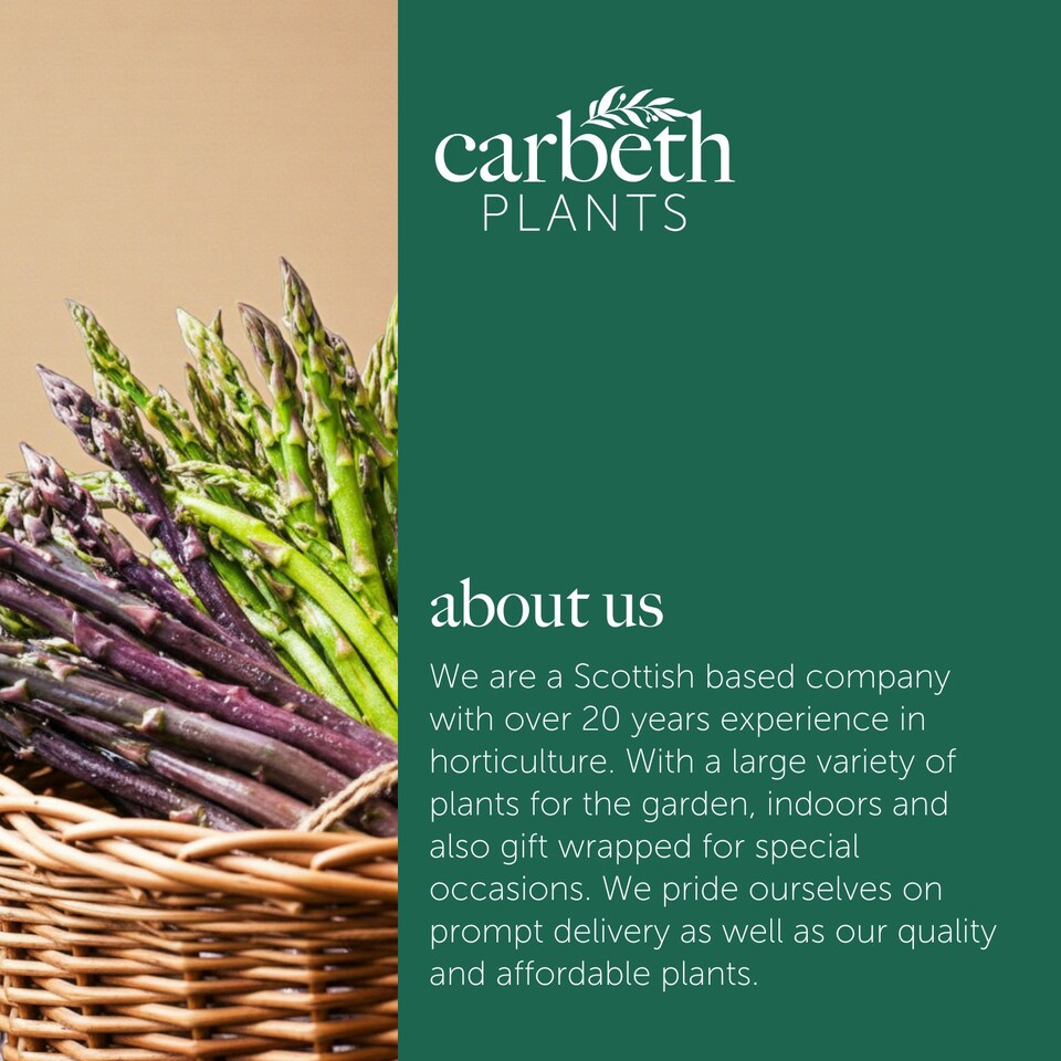 image 1 of Carbeth Plants 9 x Asparagus Crown Pacific Purple Roots for Planting - Premium Quality Vegetable Perennials for Kitchen Gardens & Allotments