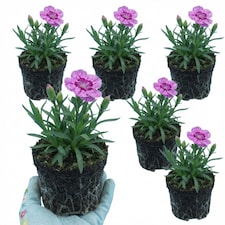 Set of 3 or 6 Large Plants Pink Purple Carnation Ready to Plant in Your Garden 10.5 cm