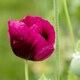 image 3 of Poppy Laurens Grape | Multi | Purple | Flower Seeds | 1
