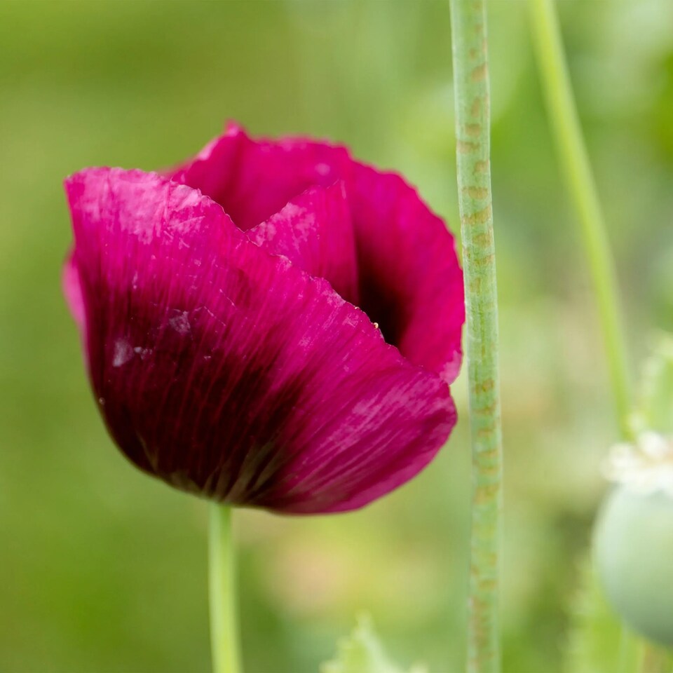image 1 of Poppy Laurens Grape | Multi | Purple | Flower Seeds | 1