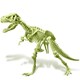 image 3 of Kidzlabs - Glowing T-Rex Skeleton