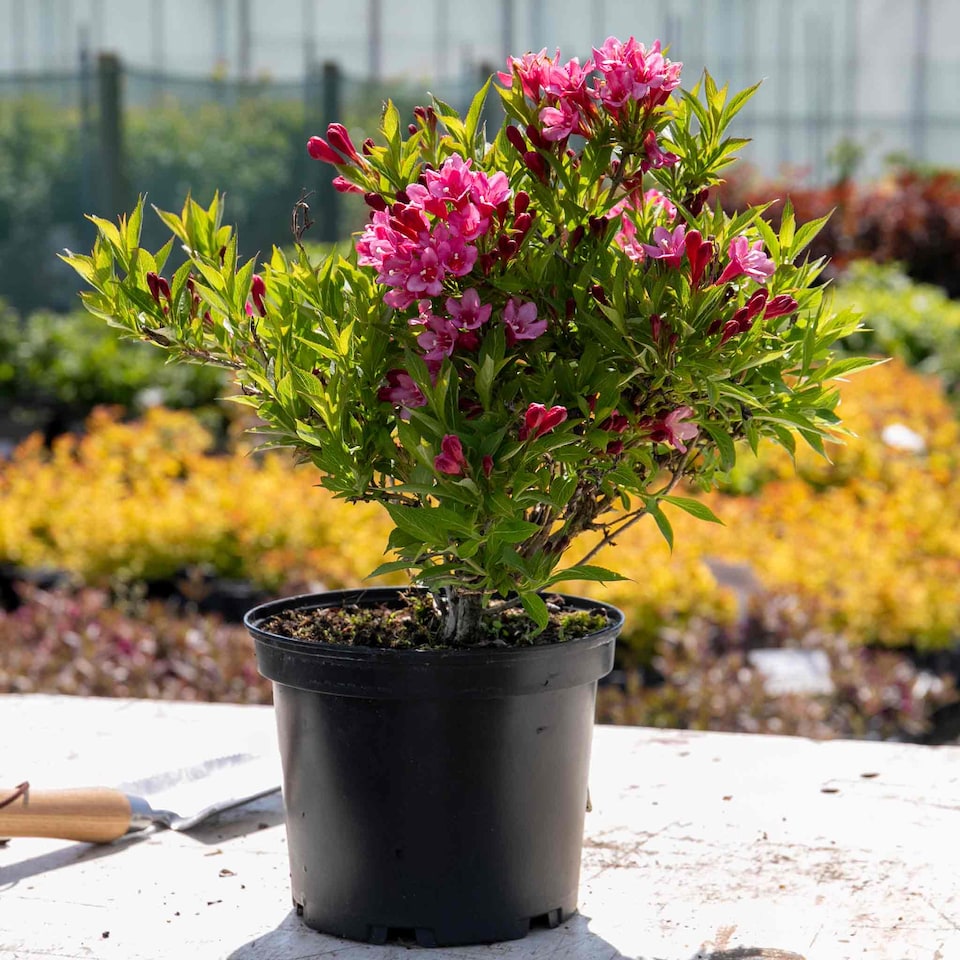 image 1 of Marshalls Garden Weigela Picobella 'Rosa' Compact Pink Flowering Shrub | Pink | Pink | 3L Plants