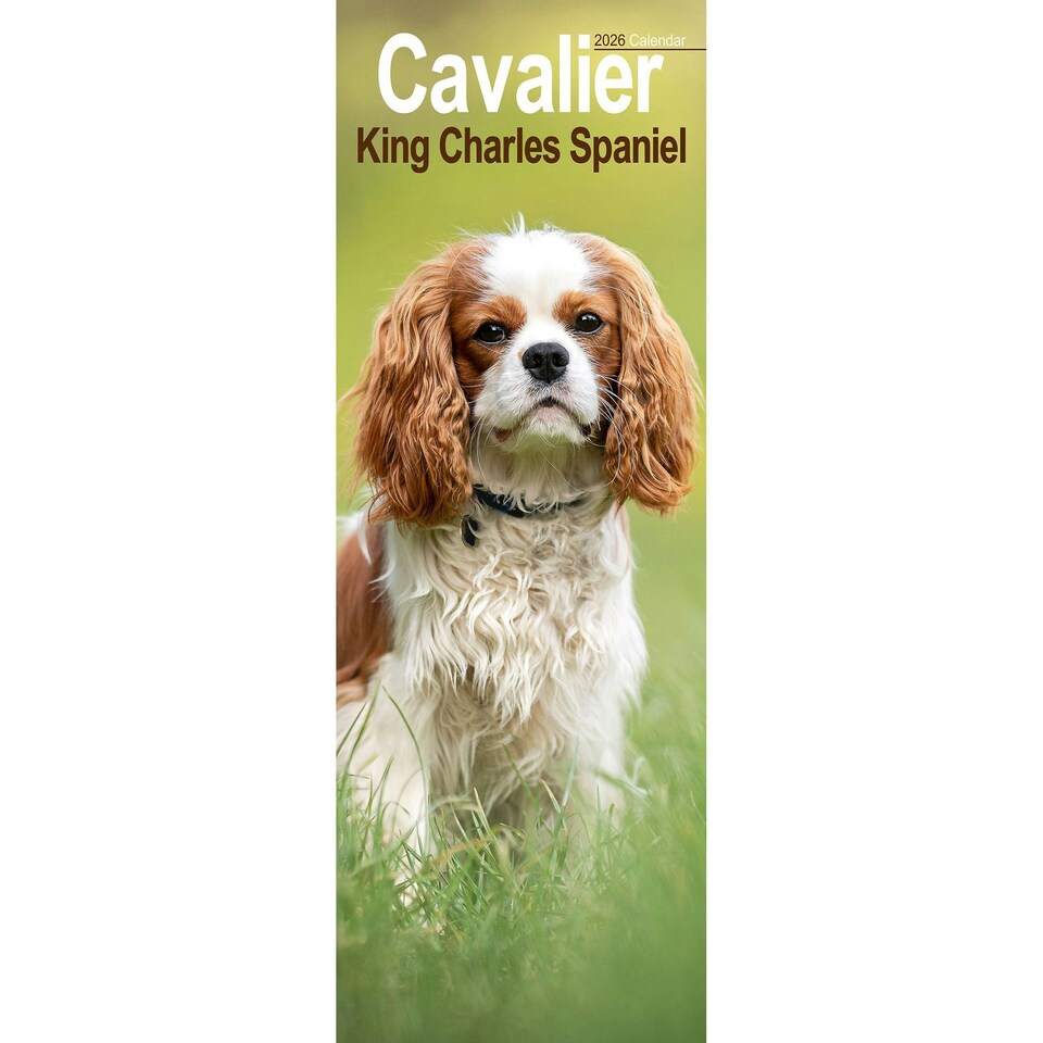image 1 of Cavalier King Charles Spaniel Slim 2026 Calendar | Slimline Wall Calendar | Dog Breed Gift | Plastic Free Packaging | Avonside Publishing Ltd