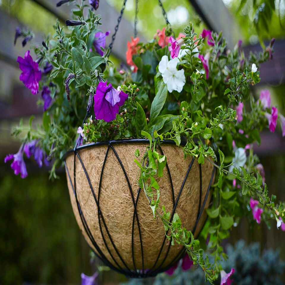 image 1 of Pack of 2 Tom Chambers Black Lattice Metal Garden Hanging Basket with WaterSave Coco Fibre Liner 35cm - Without Bracket Black