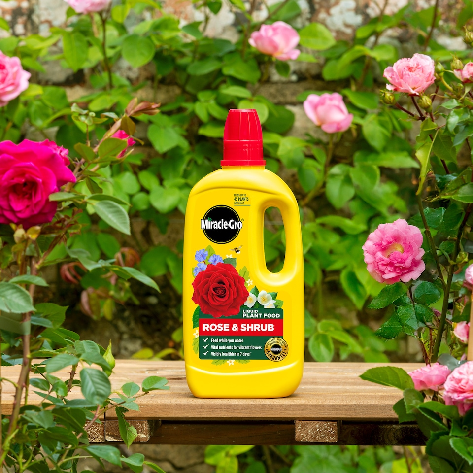 image 1 of Miracle-Gro Rose and Shrub Liquid Plant Food 800ml Fast Acting Feed for Strong Growth Flowering Green Leaves 2 Week Boost