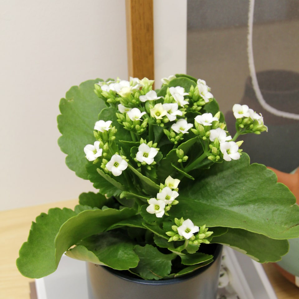 image 1 of 1 x White Real Kalanchoe Plant Flaming Katy in 10.5cm Pot - Low Maintenance Live Flowering Succulent Houseplant
