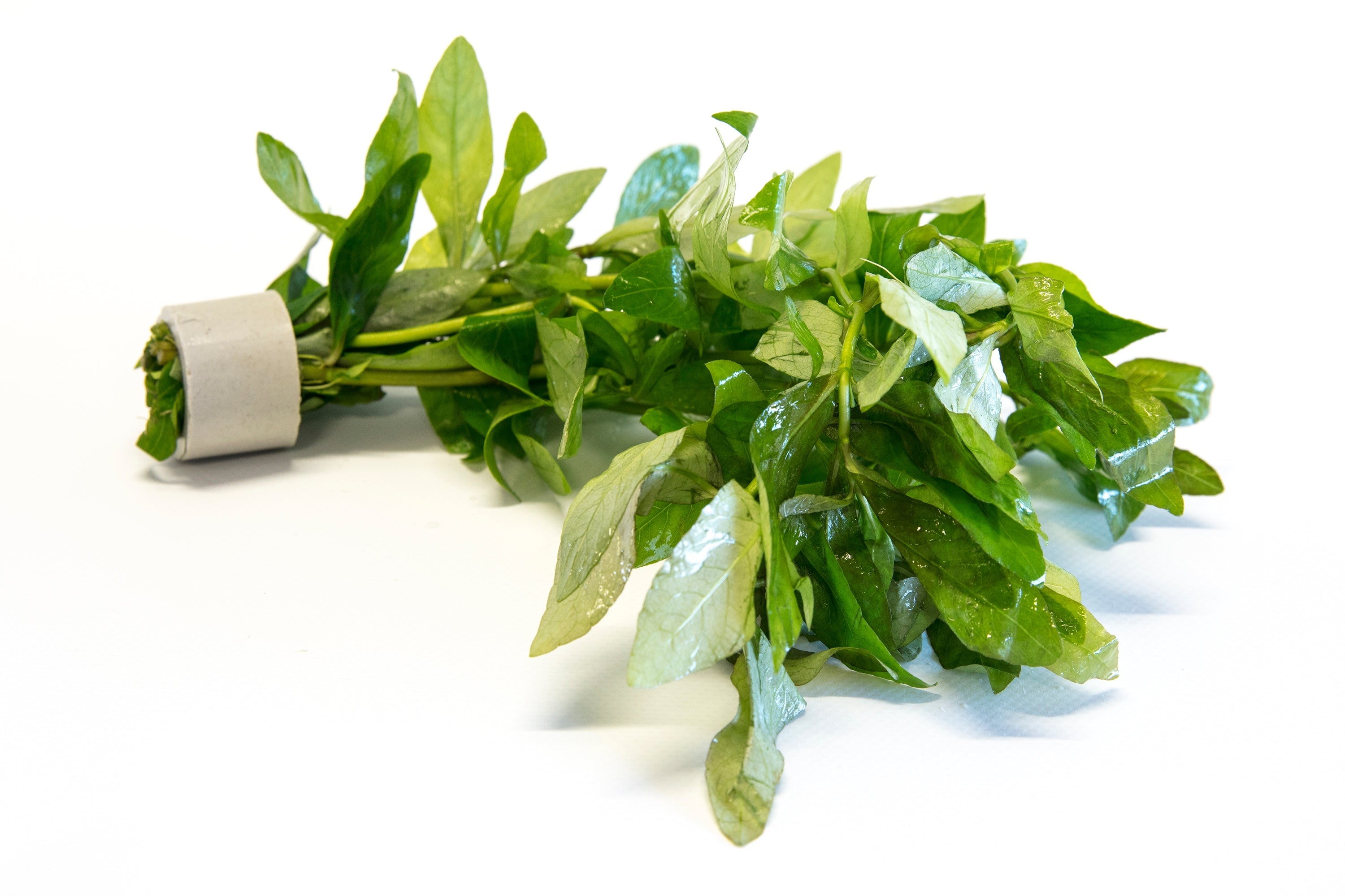 Green Calico Plant (Alternanthera ficoidea bettzickiana 'Green ...