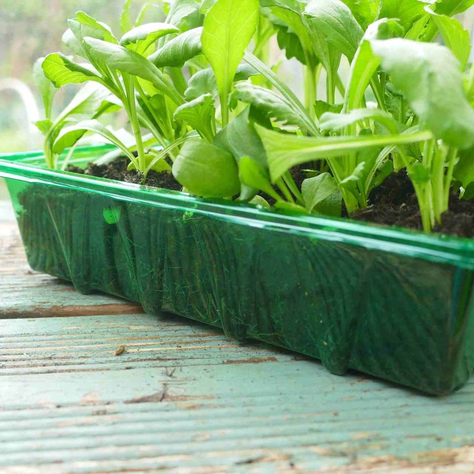 image 1 of Gro-Sure Visiroot Seed Trays 4 Pack Transparent RPET Propagation Trays