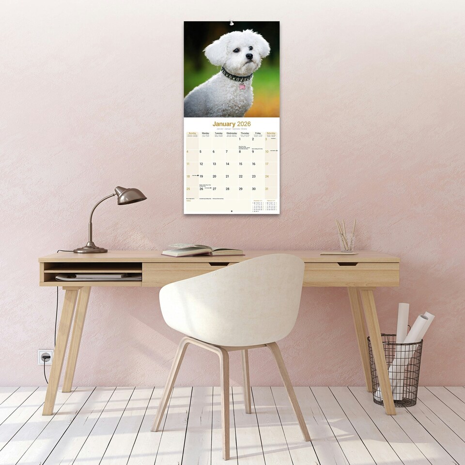 image 1 of Bichon Frise 2026 Calendar | Square Wall Calendar | Dog Breed Gift | Plastic Free Packaging | by Avonside Publishing