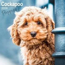Cockapoo Puppies 2026 Calendar | Square Wall Calendar | Dog Breed Gift | Plastic Free Packaging | by Avonside Publishing
