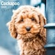 image 1 of Cockapoo Puppies 2026 Calendar | Square Wall Calendar | Dog Breed Gift | Plastic Free Packaging | by Avonside Publishing