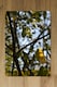 image 2 of Tree leaves in the sunshine nature photography, leaves and branches (Placemat & Coaster Set)